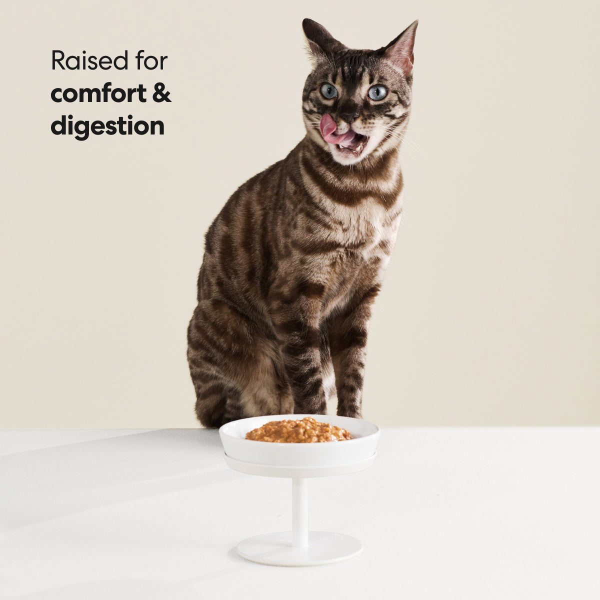 Elevated Cat Bowl product image 4