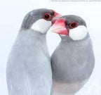 Live Bird product image 1