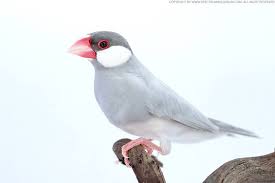 Live Bird product image 2