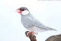 Live Bird product image 2