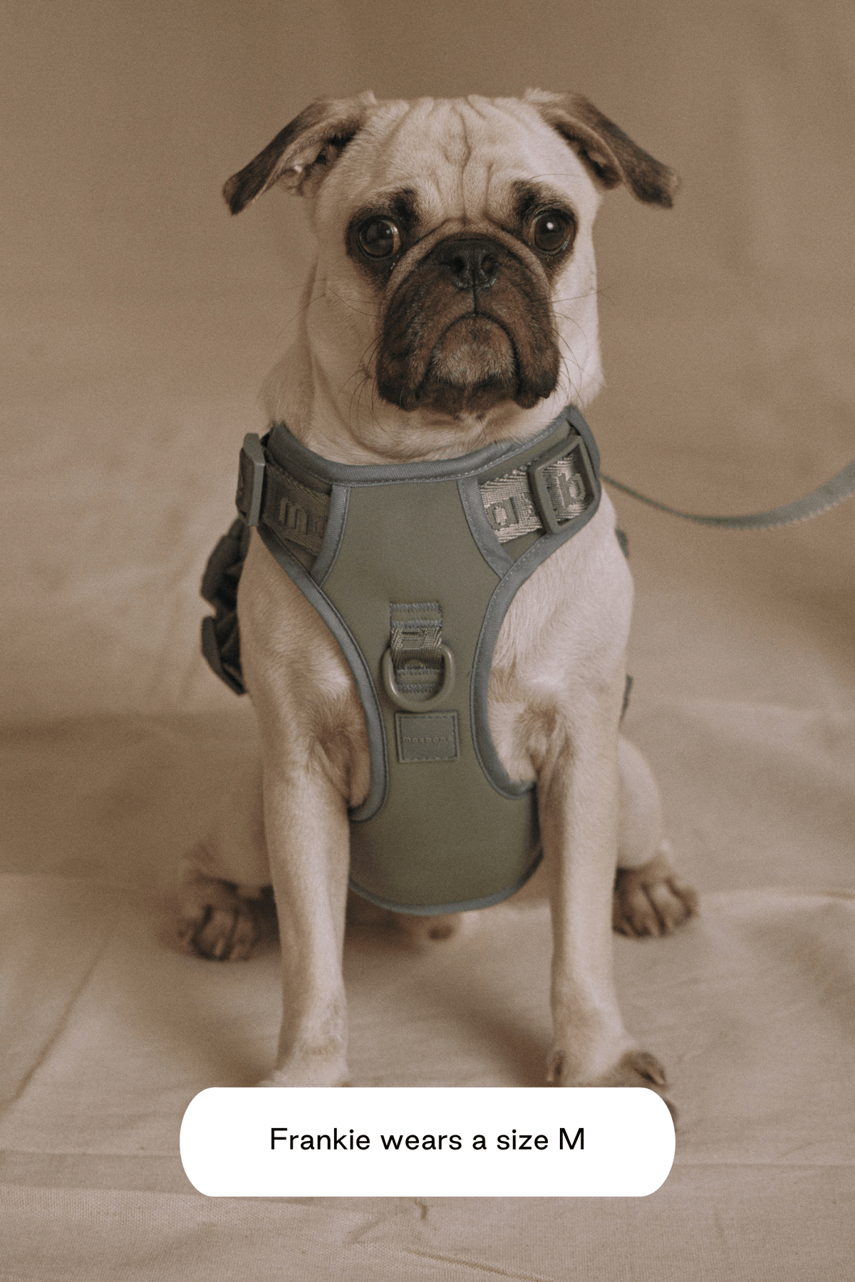 Dog Harness product image 27