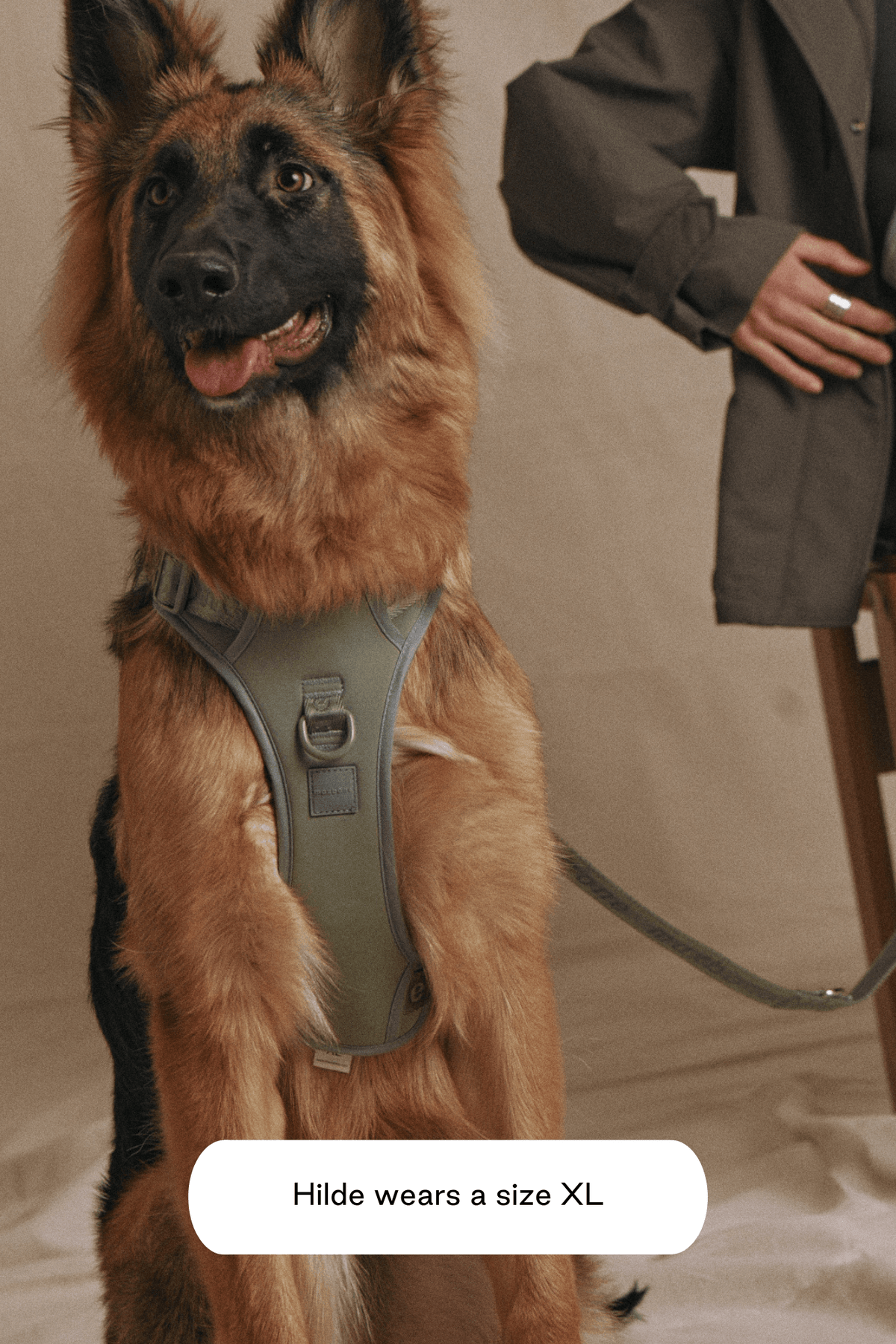 Dog Harness product image 29