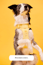 Dog Harness product image 30