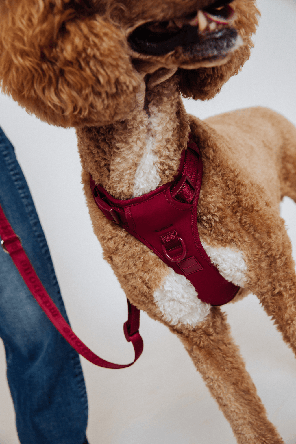 Dog Harness product image 41