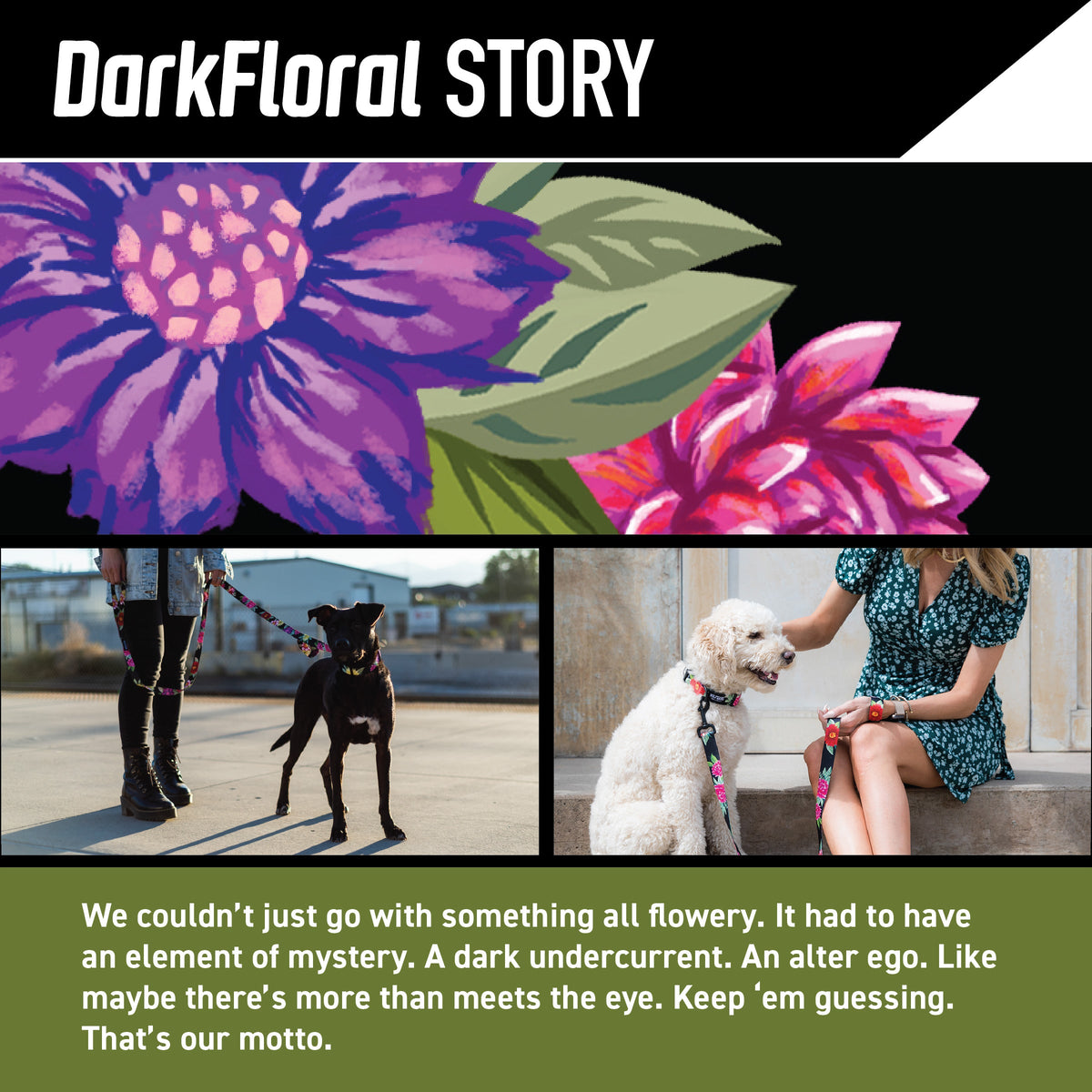 Dog Collar product image 2