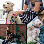 Dog Collar product image 6