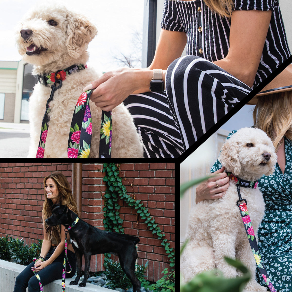 Dog Collar product image 6