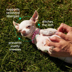 Native Pet Allergy Chews for Dogs - Key Benefits