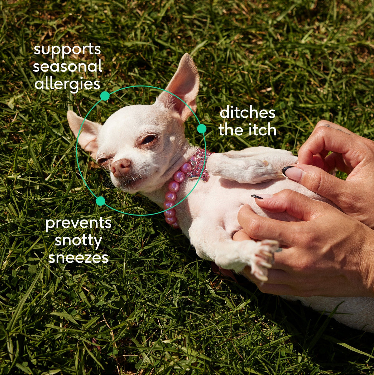 Native Pet Allergy Chews for Dogs - Key Benefits