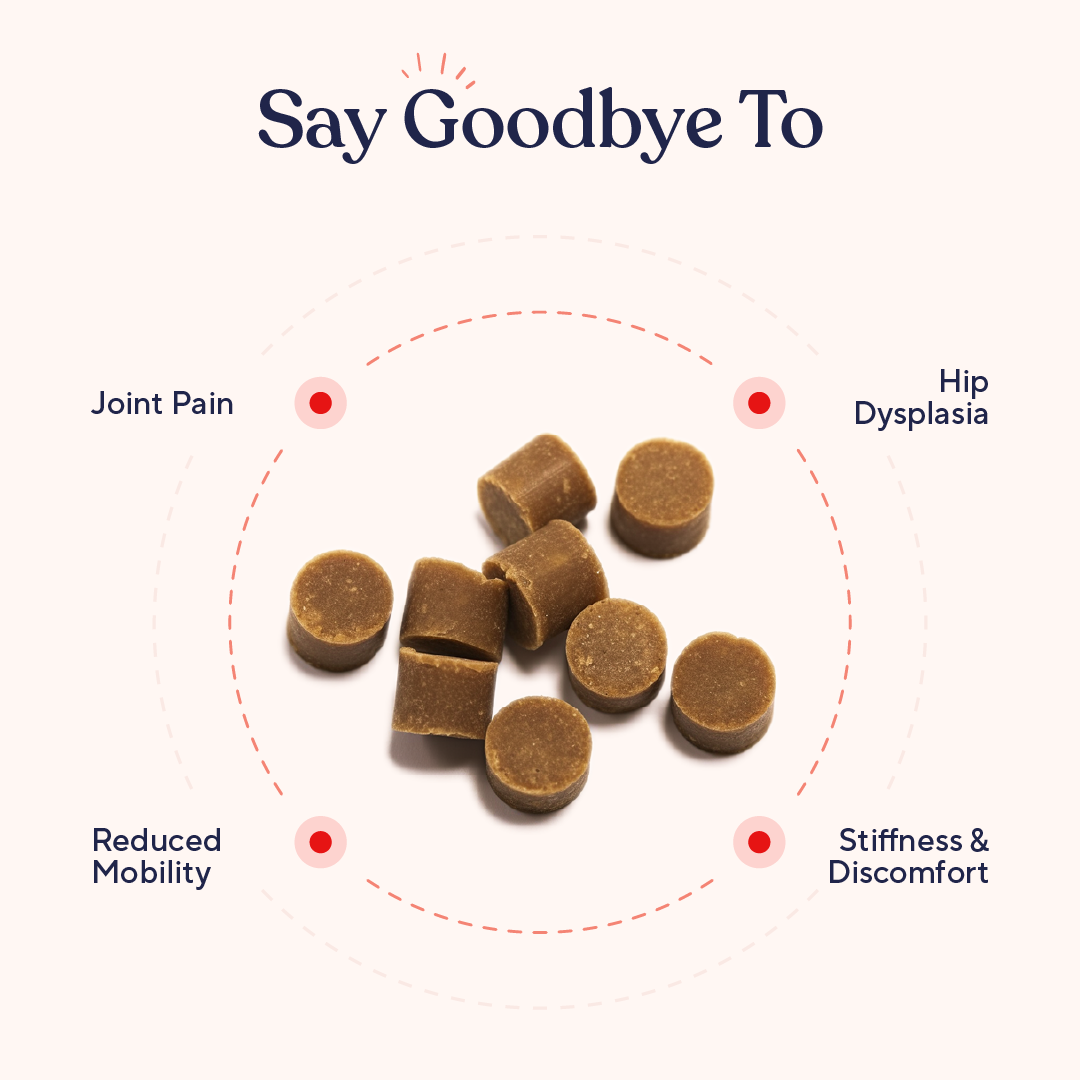 Dog Hip and Joint Soft Chews product image 4