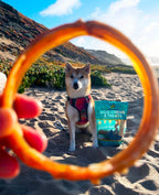 Bully Stick Ring Dog Chews product image 5