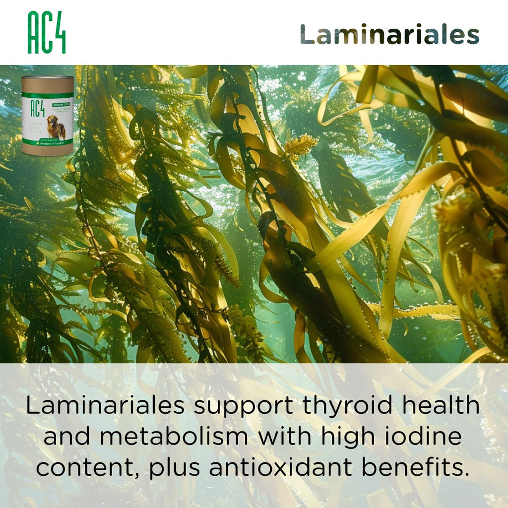 Senior Dog Supplement product image 14