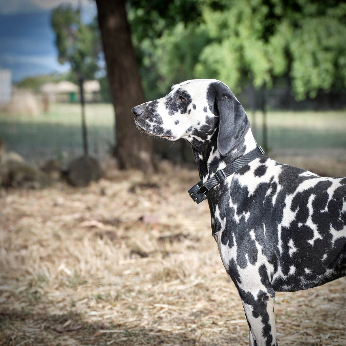 Rechargeable Electric Dog Fence System product image 23
