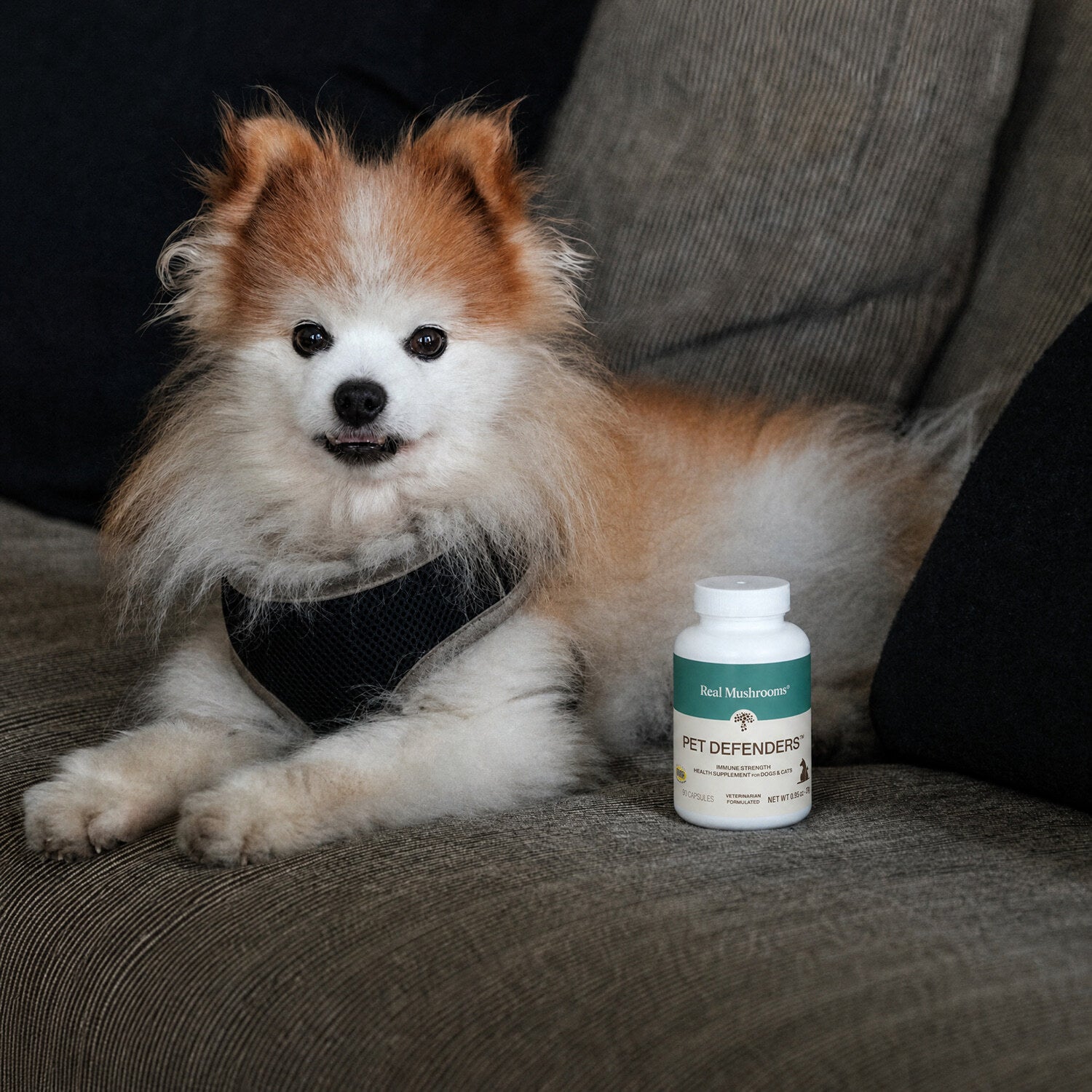 A small fluffy dog in a harness sits on a couch next to a bottle of Real Mushrooms Pet Defenders™ Organic Mushroom Blend Capsules for Pets, designed to support pets’ immune health.