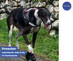 Greyhound and Whippet Dog Boots product image 12
