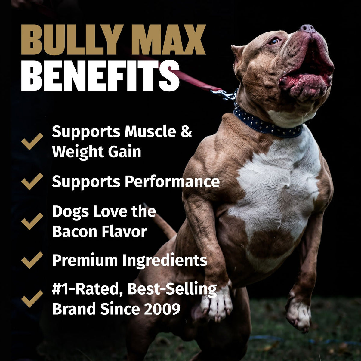 Dog Muscle Support Soft Chews product image 2