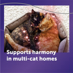 Cat Calming Diffuser Refill product image 6