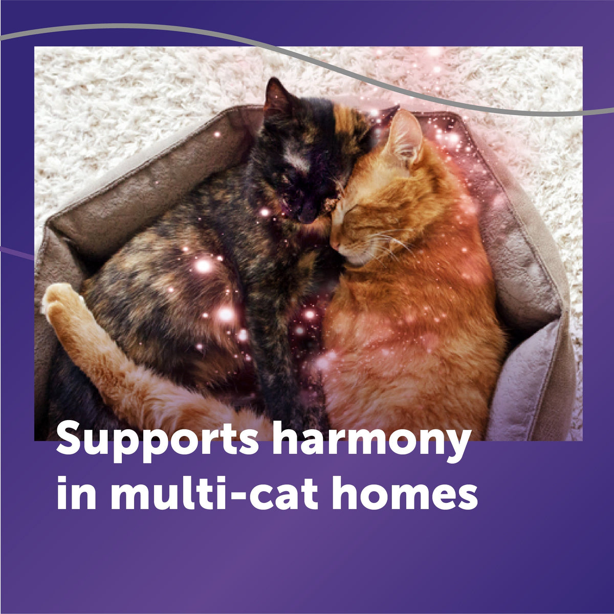 Cat Calming Diffuser Refill product image 6
