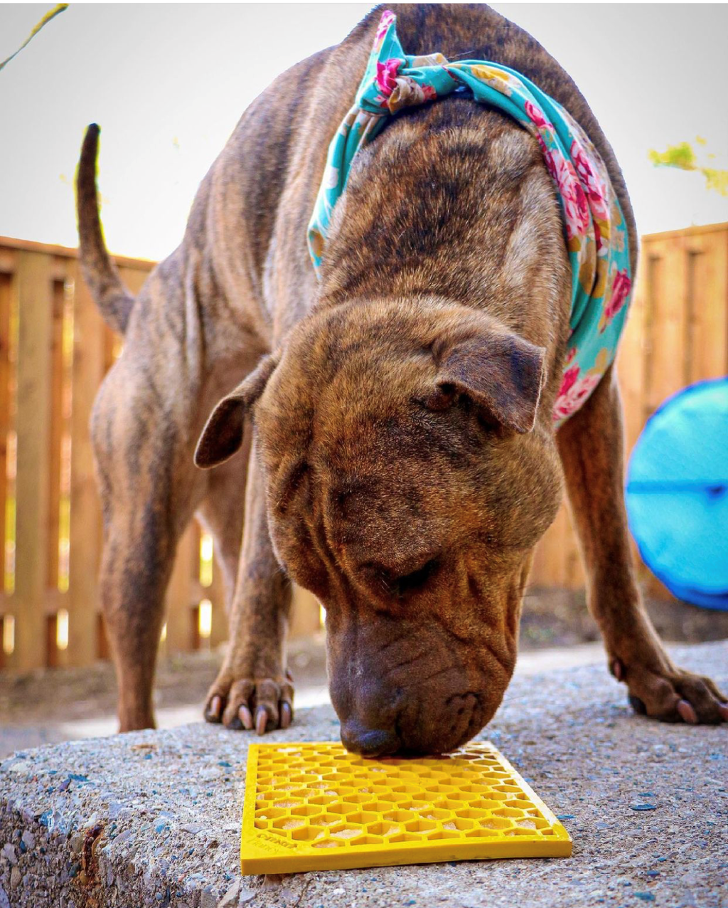 Pet Lick Mat product image 5