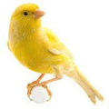 Canary Bird product image 1