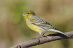 Canary Bird product image 2