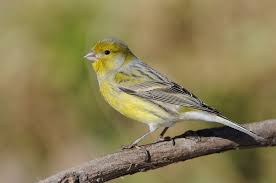 Canary Bird product image 2