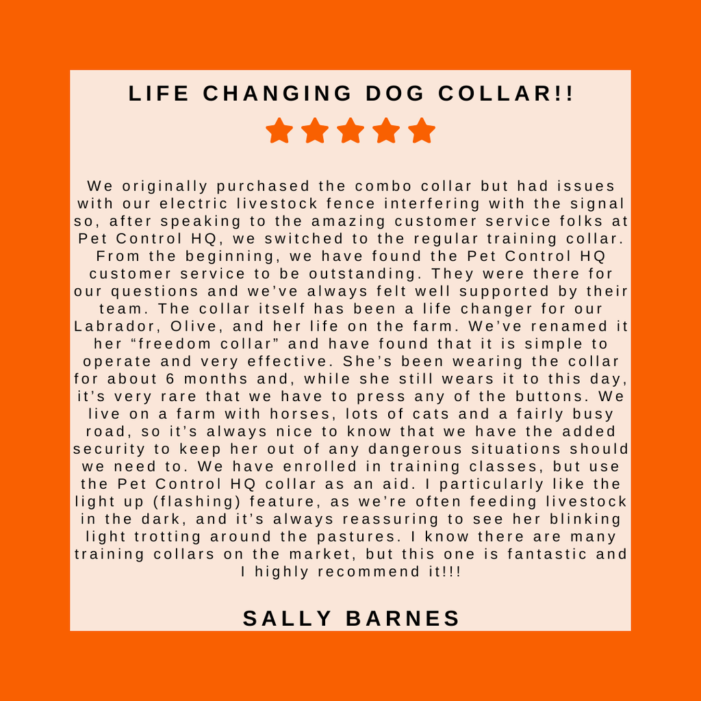 Remote Dog Training Collar product image 3