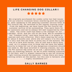 Remote Dog Training Collar product image 3