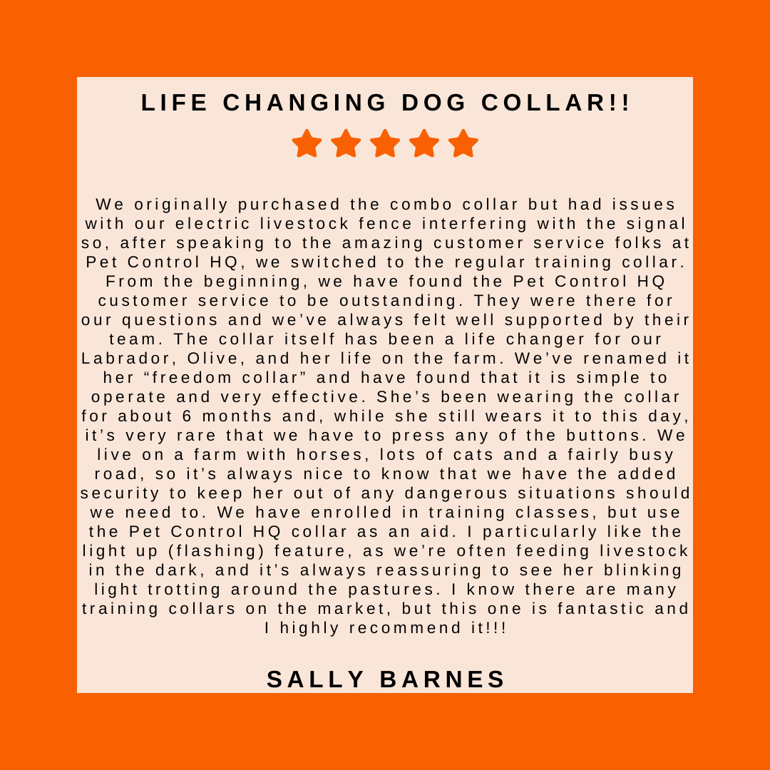 Remote Dog Training Collar product image 3