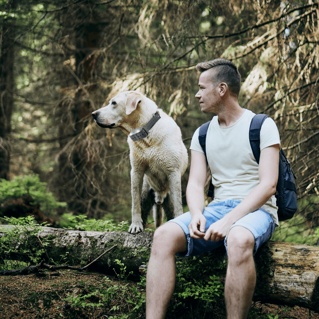Remote Dog Training Collar product image 28