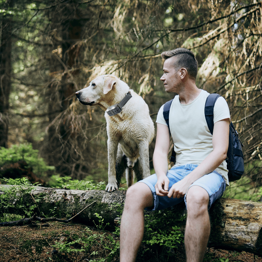Remote Dog Training Collar product image 28