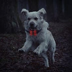 Remote Dog Training Collar product image 29