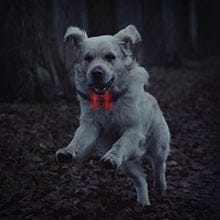 Remote Dog Training Collar product image 29