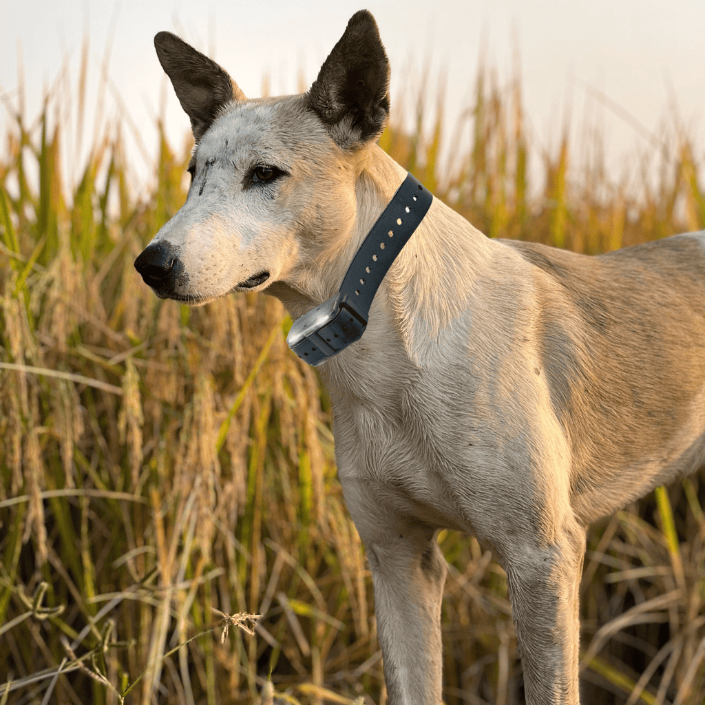 Remote Dog Training Collar product image 30