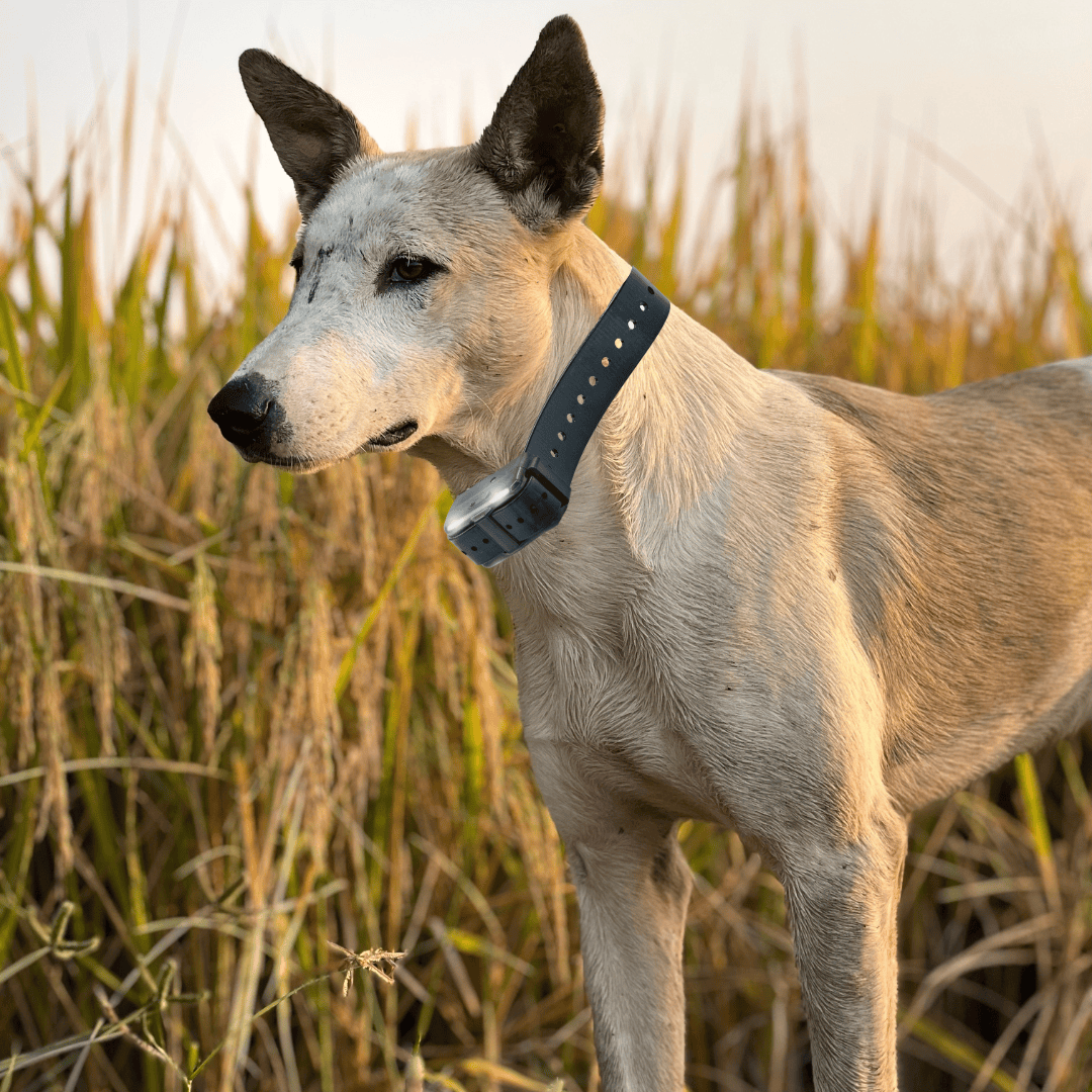 Remote Dog Training Collar product image 30