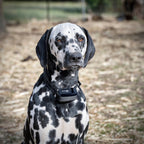 Dog Fence Collar product image 9