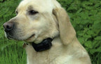 Dog Fence Collar product image 15