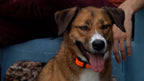 Electronic Dog Fence Collar product image 9