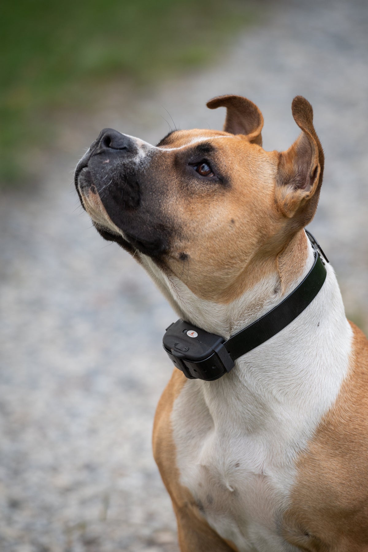 Electronic Dog Fence Collar product image 11