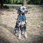Electronic Dog Fence Collar product image 16