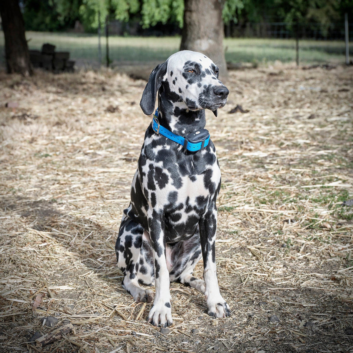 Electronic Dog Fence Collar product image 16