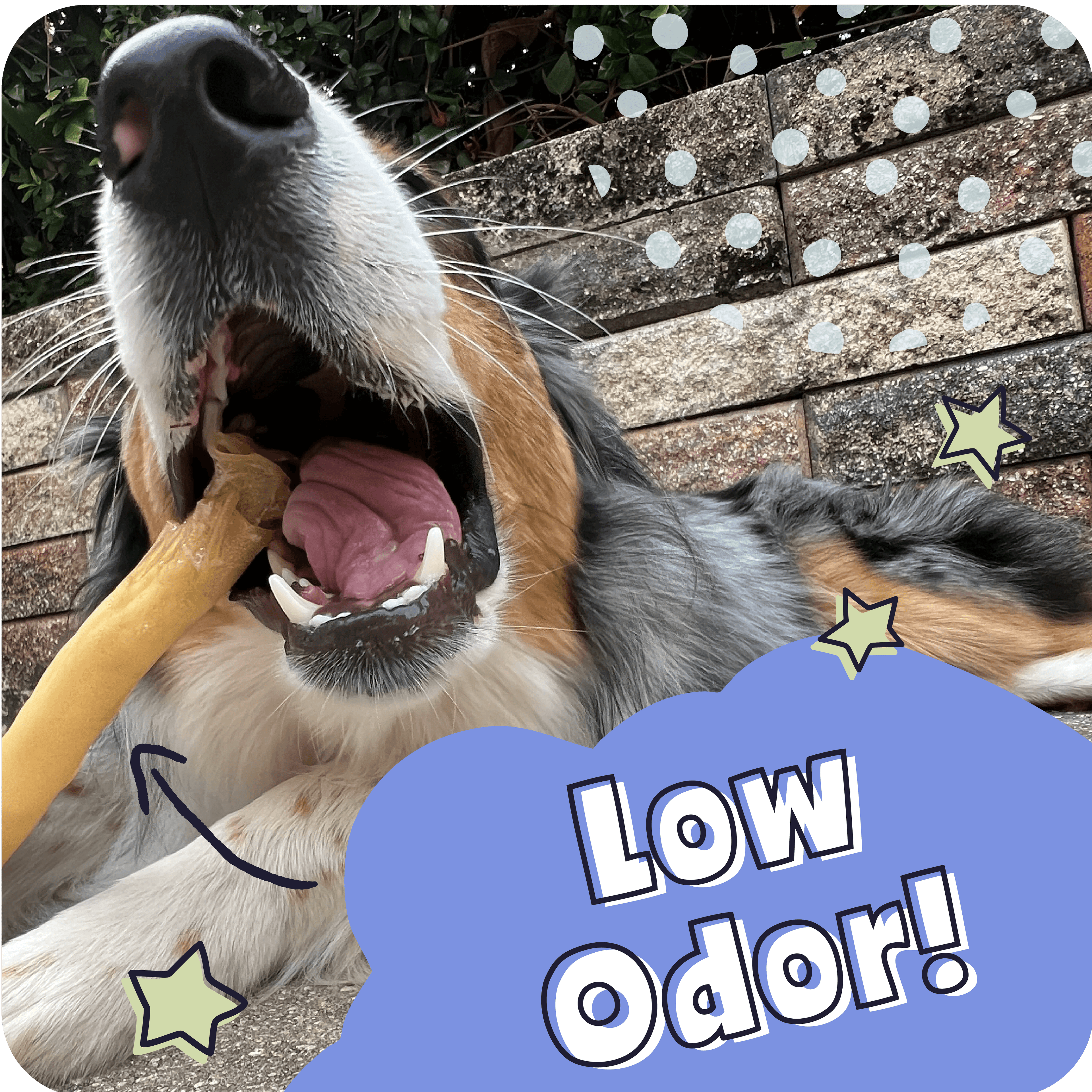 Dog chewing on a toy with 'Low Odor!' text overlay