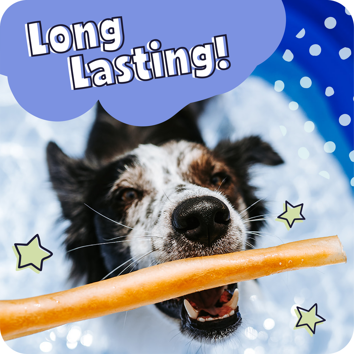 Dog holding a treat with 'Long Lasting!' text and star graphics on a blue background