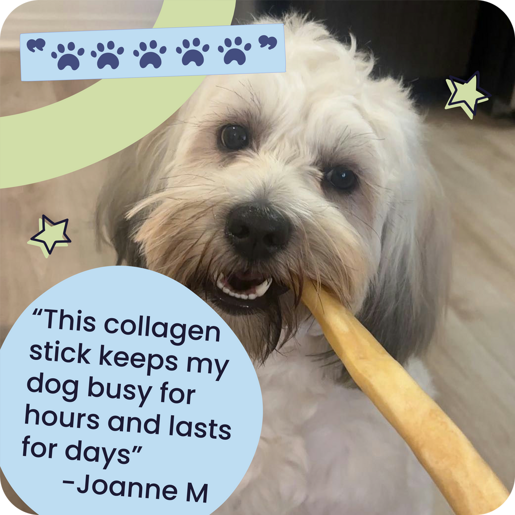 Dog chewing on a collagen stick with text and graphics