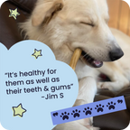 Dog chewing on a bone with a quote about dental health and a star graphic.