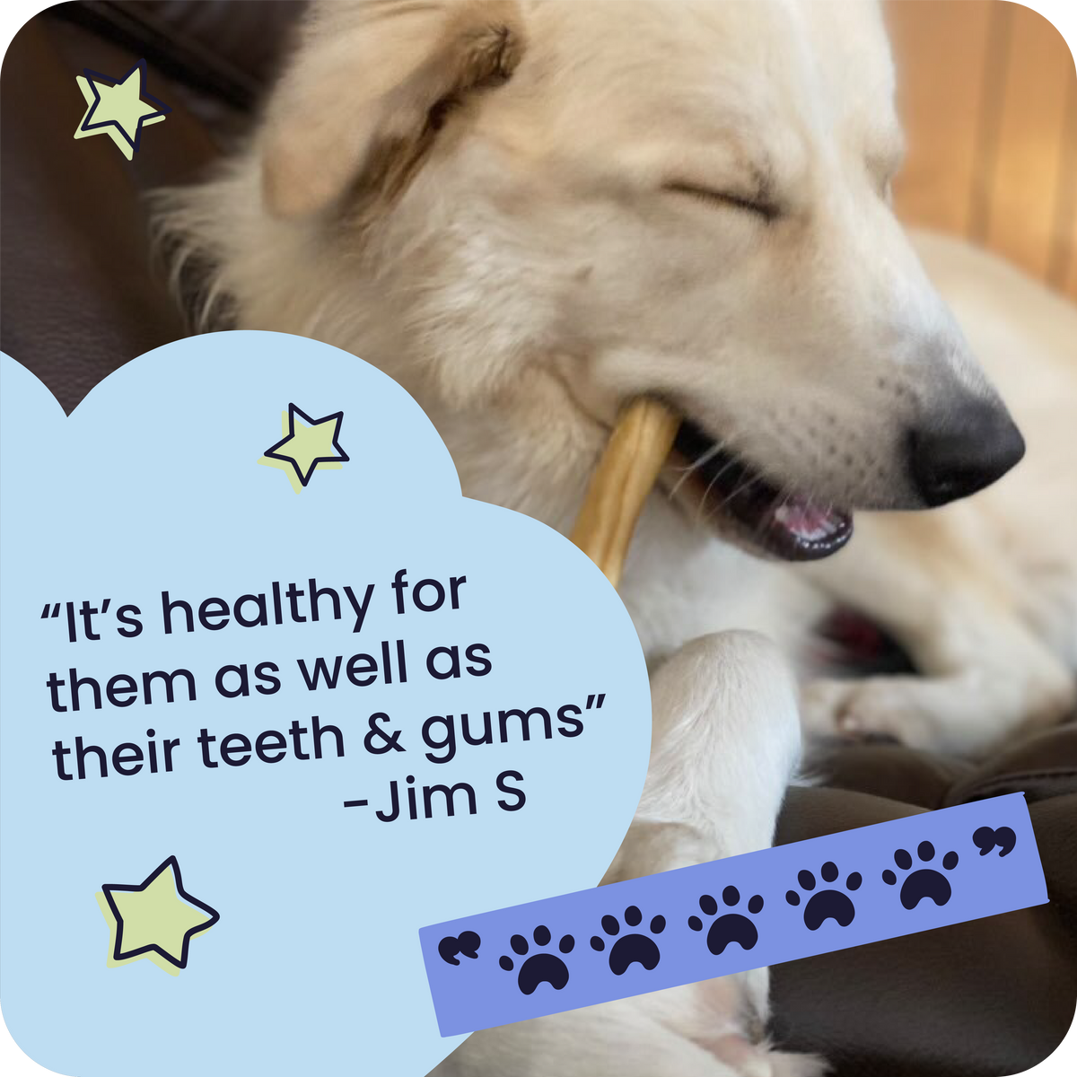 Dog chewing on a bone with a quote about dental health and a star graphic.
