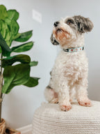 Dog Collar product image 8