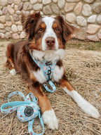 Dog Collar product image 9