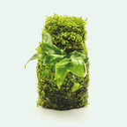 Live Aquarium Plant Decor product image 1