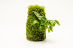 Live Aquarium Plant Decor product image 2